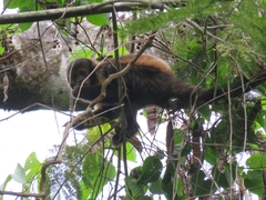 Sapajus xanthosternos