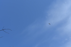 Chroicocephalus ridibundus