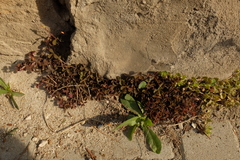 Oxalis corniculata repens