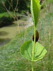Aristolochia rotunda