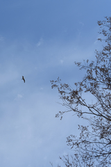 Chroicocephalus ridibundus