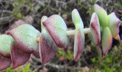 Crassula perforata perforata