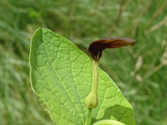 Aristolochia rotunda