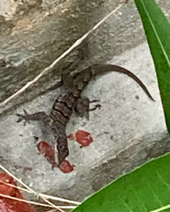 Anolis bonairensis