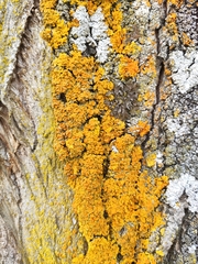 Xanthoria parietina