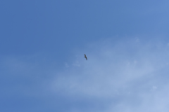 Chroicocephalus ridibundus