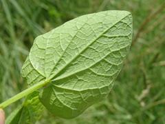 Aristolochia rotunda
