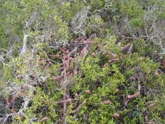 Crassula perforata perforata