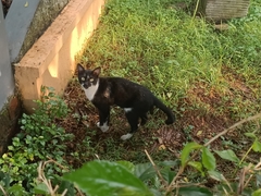Felis catus