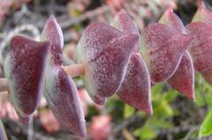 Crassula perforata perforata