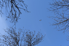 Chroicocephalus ridibundus