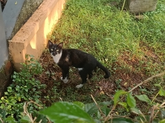 Felis catus