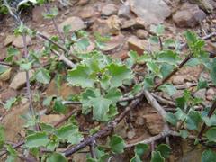 Chascanum cuneifolium