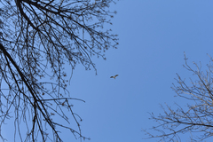 Chroicocephalus ridibundus