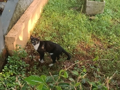 Felis catus
