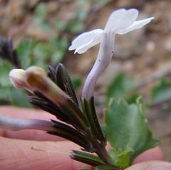 Chascanum cuneifolium