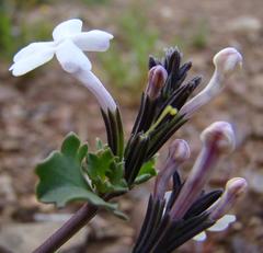 Chascanum cuneifolium