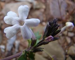 Chascanum cuneifolium
