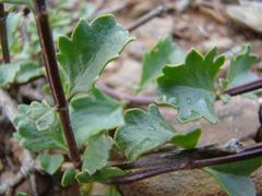 Chascanum cuneifolium