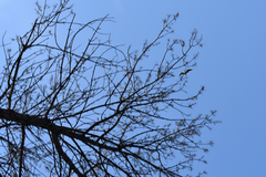 Chroicocephalus ridibundus