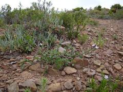 Chascanum cuneifolium