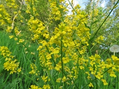 Barbarea vulgaris