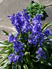 Hyacinthoides × massartiana