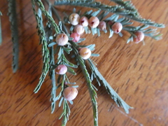 Austroacacidiplosis botrycephalae