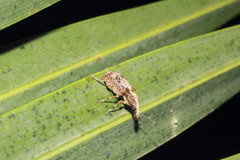 Meconemus infuscatus