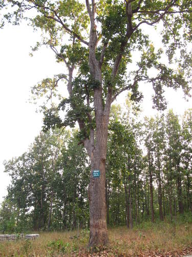 Shorea robusta iNat (2)
