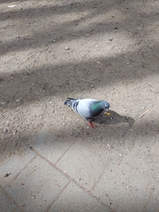 Columba livia domestica