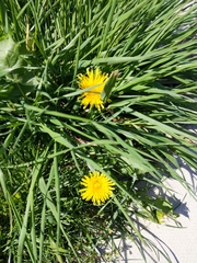 Taraxacum officinale