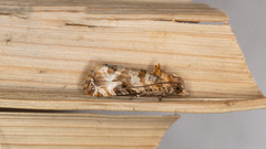 Lobesia physophora