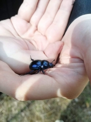 Trypocopris vernalis