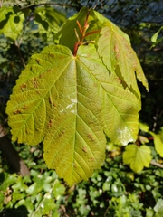 Aceria pseudoplatani