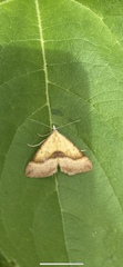 Anachloris subochraria