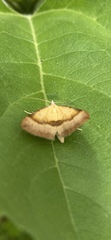 Anachloris subochraria