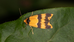 Stenoscaptia venusta