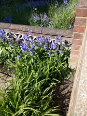 Hyacinthoides × massartiana