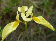 Moraea thomasiae