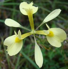 Moraea thomasiae