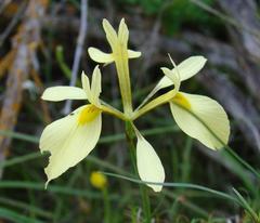 Moraea thomasiae