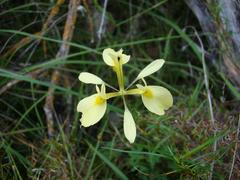 Moraea thomasiae