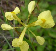 Moraea thomasiae