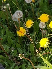Taraxacum officinale
