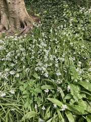 Allium ursinum