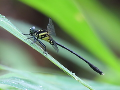 Stylogomphus chunliuae