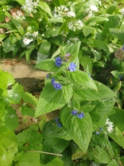 Pentaglottis sempervirens