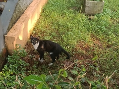 Felis catus