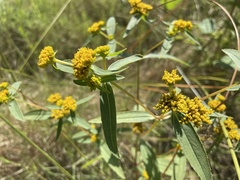 Flaveria bidentis image